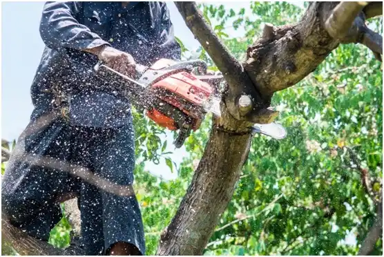 tree services Wisconsin Rapids